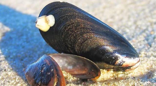 Jakie muszle występują w Bałtyku? Odkryj niezwykłe gatunki!