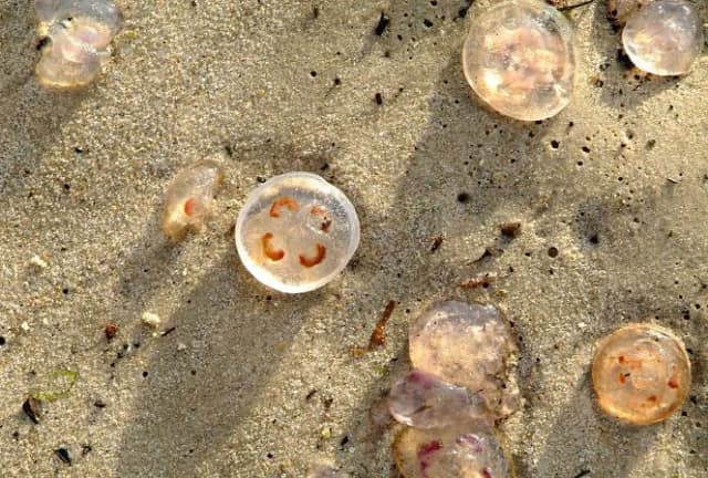 Czy meduzy w Bałtyku są groźne? Poznaj niebezpieczeństwa i gatunki