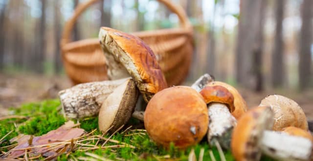 Gdzie na grzyby z noclegiem - najlepsze miejsca na grzybobranie w Polsce